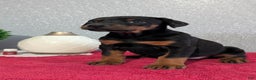 Doberman Pinscher dogs for sale: Lucy  - Ad 10