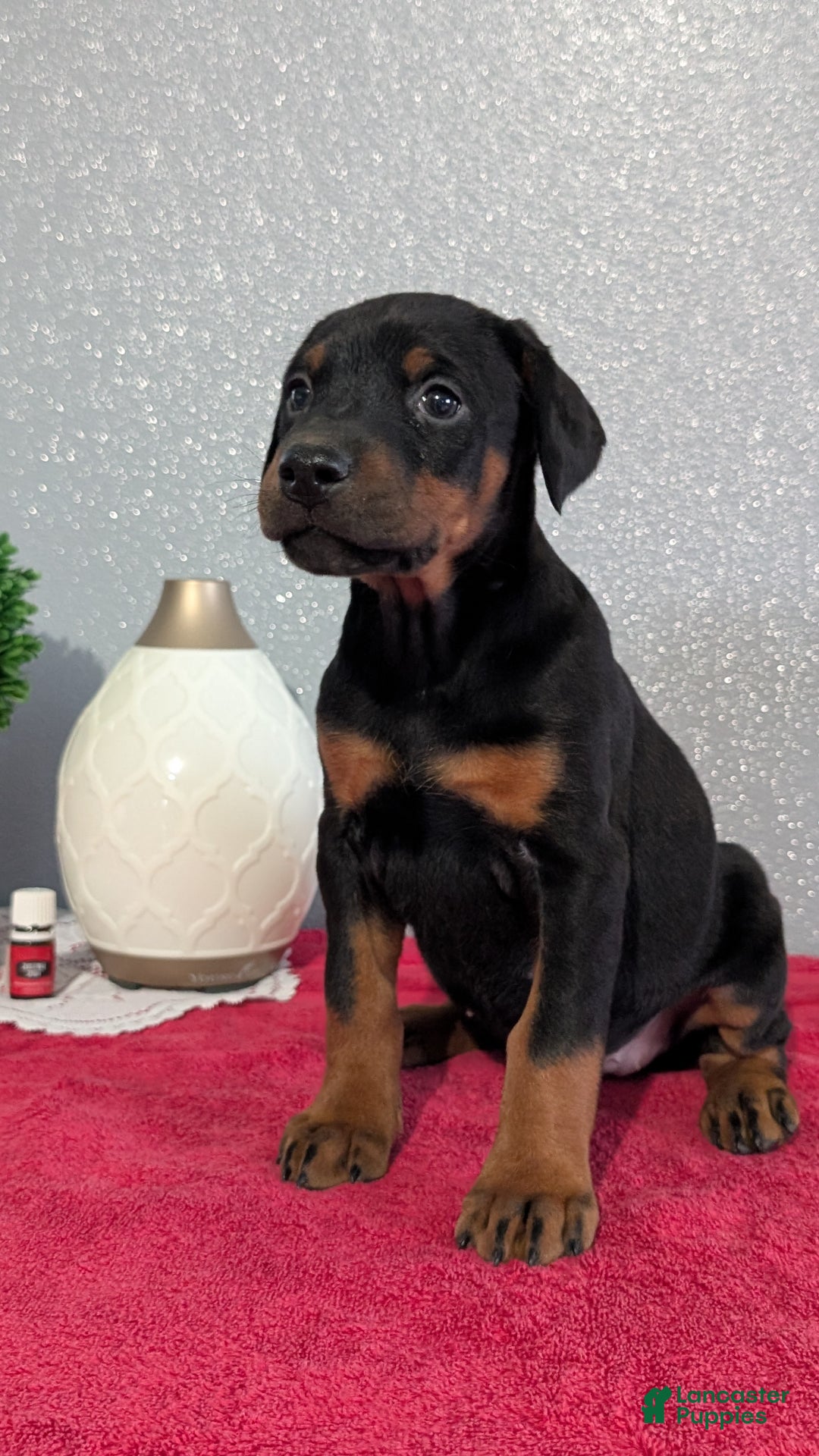 Doberman Pinscher dogs for sale: Lucy  - Ad 10