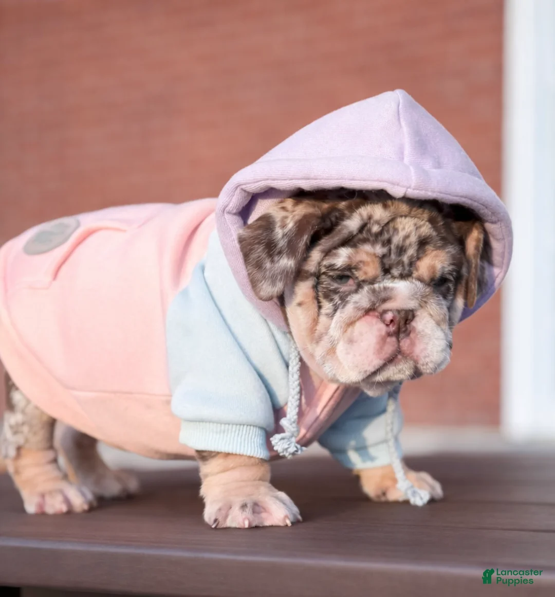 English Bulldog dogs for sale: Bonnie - Ad 7