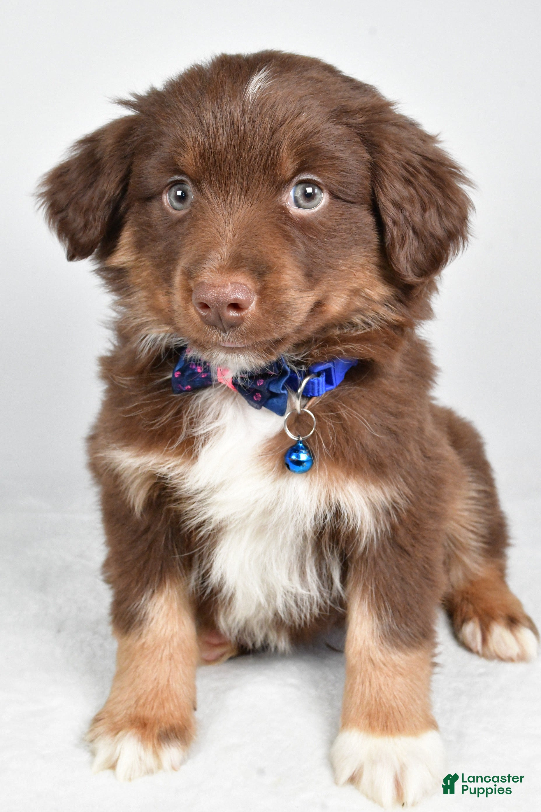 Miniature Australian Shepherd dogs Romeo - Ad 37