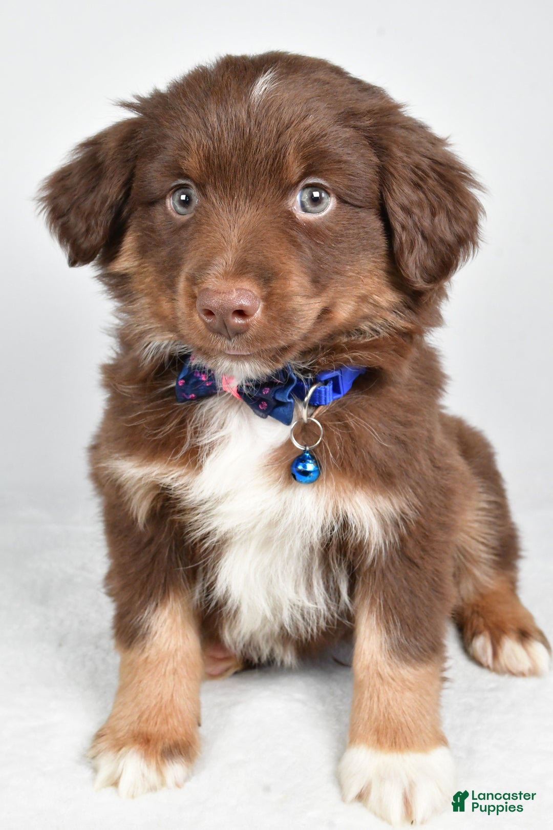 Miniature Australian Shepherd dogs for sale: Romeo - Ad 1