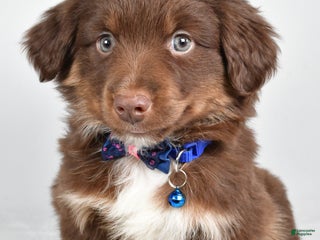 Miniature Australian Shepherd dogs Romeo - Ad 11