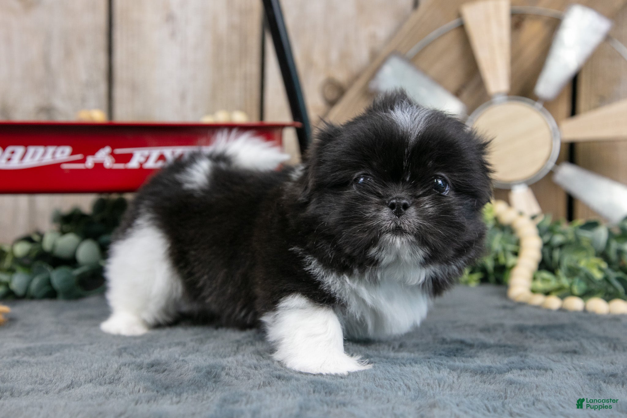 Shih Tzu dogs Ember - Ad 1
