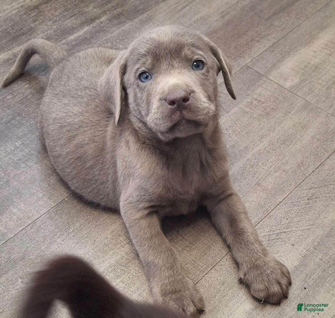 Labrador Retriever dogs Chewy (Male)   - Ad 9