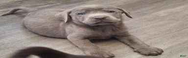 Chewy (Male)  