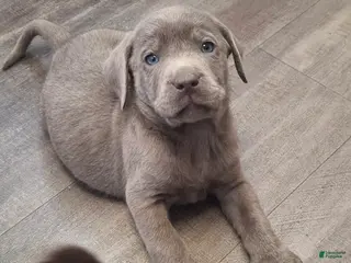 Labrador Retriever dogs Chewy (Male) - Ad 9