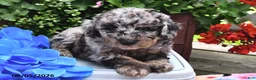 Miniature Poodle dogs for sale: Chief - Ad 9