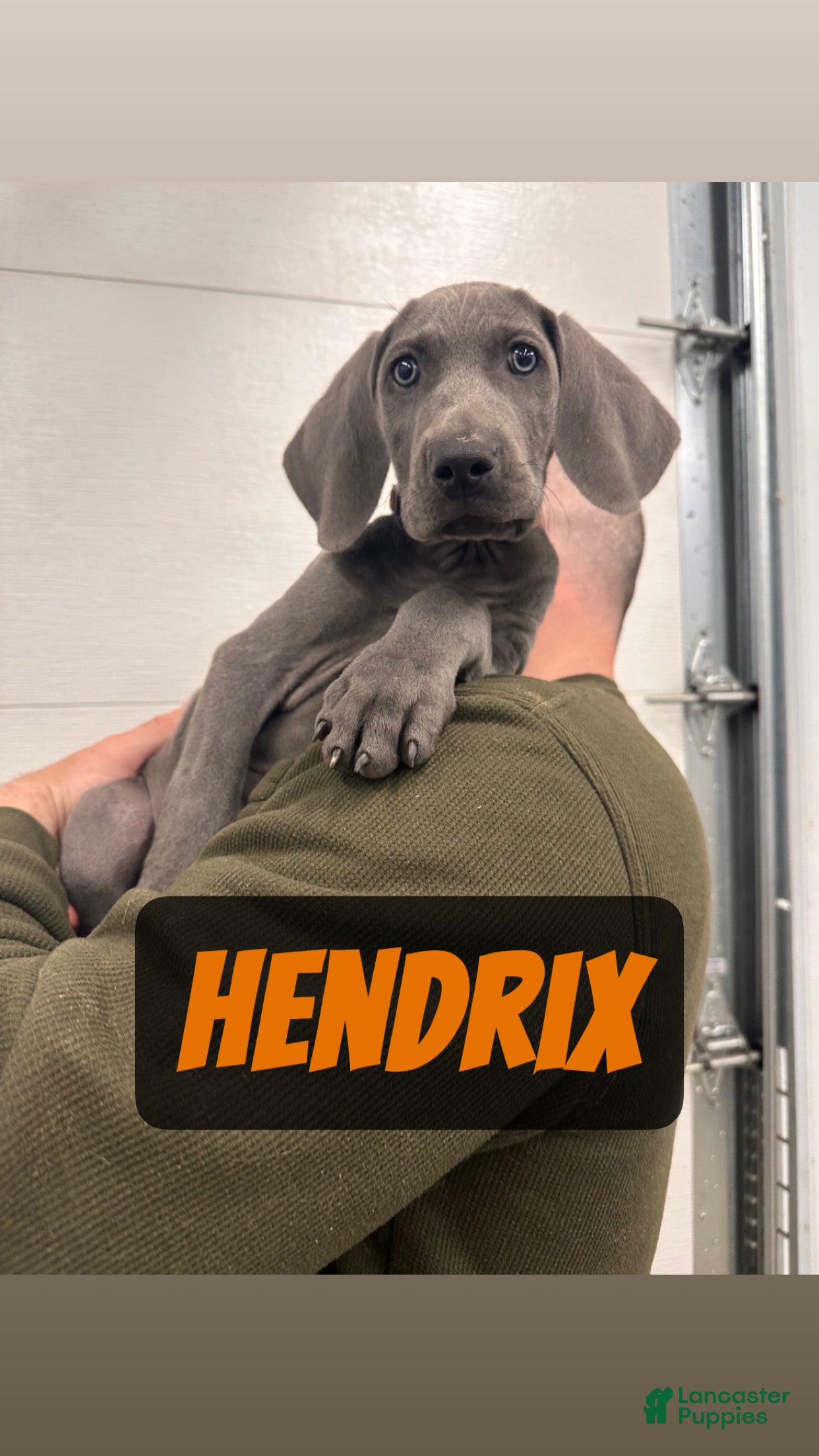 Weimaraner dogs Hendrix - Ad 1