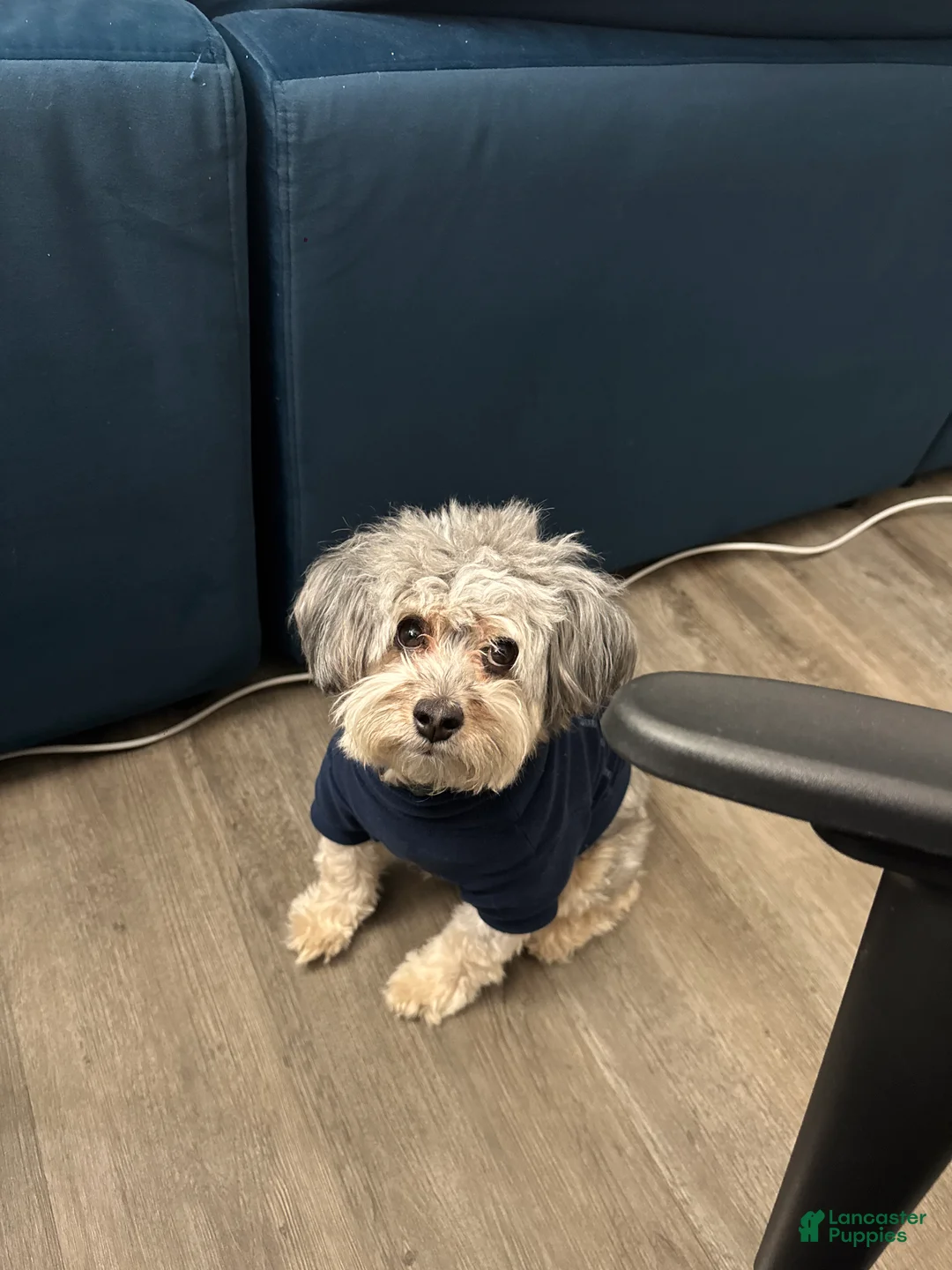 Mini Aussiedoodle dogs for stud: Reese - Ad 2