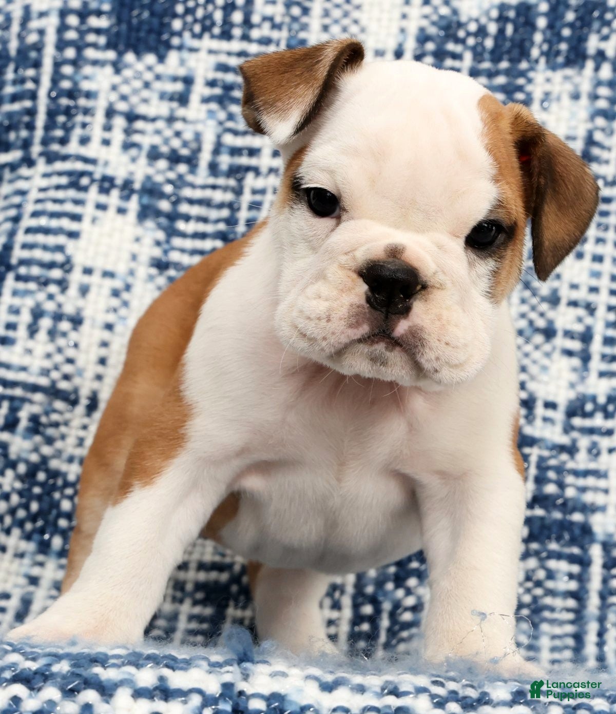 English Bulldog dogs Molly - Ad 1