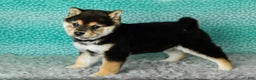 Shiba Inu dogs for sale: Simba - Ad 3