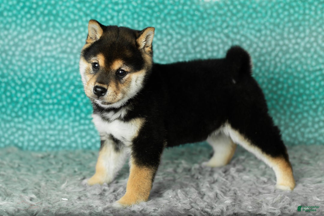 Shiba Inu dogs for sale: Simba - Ad 3
