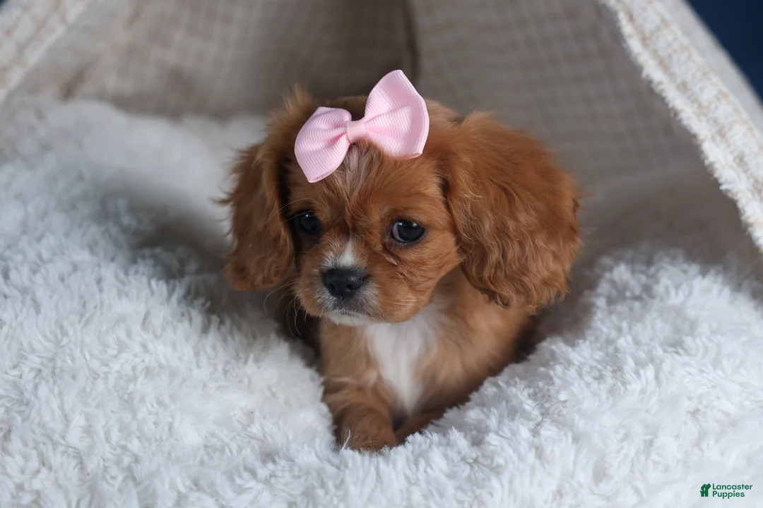 Cavalier King Charles Spaniel dogs for sale: Pippin - Ad 12