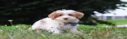 Yorkiepoo dogs for sale: Oreo - Ad 4