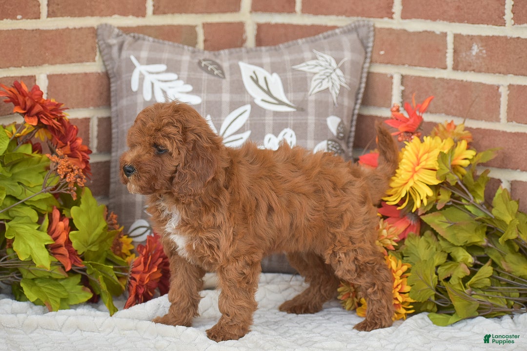 Toy Poodle dogs for sale: Taylor - Ad 5