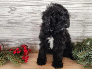 Mini Bernedoodle dogs Grace - Ad 5