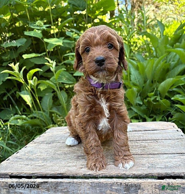 Goldendoodle dogs Allie - Ad 1