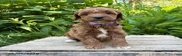 Goldendoodle dogs for sale: Allie - Ad 1