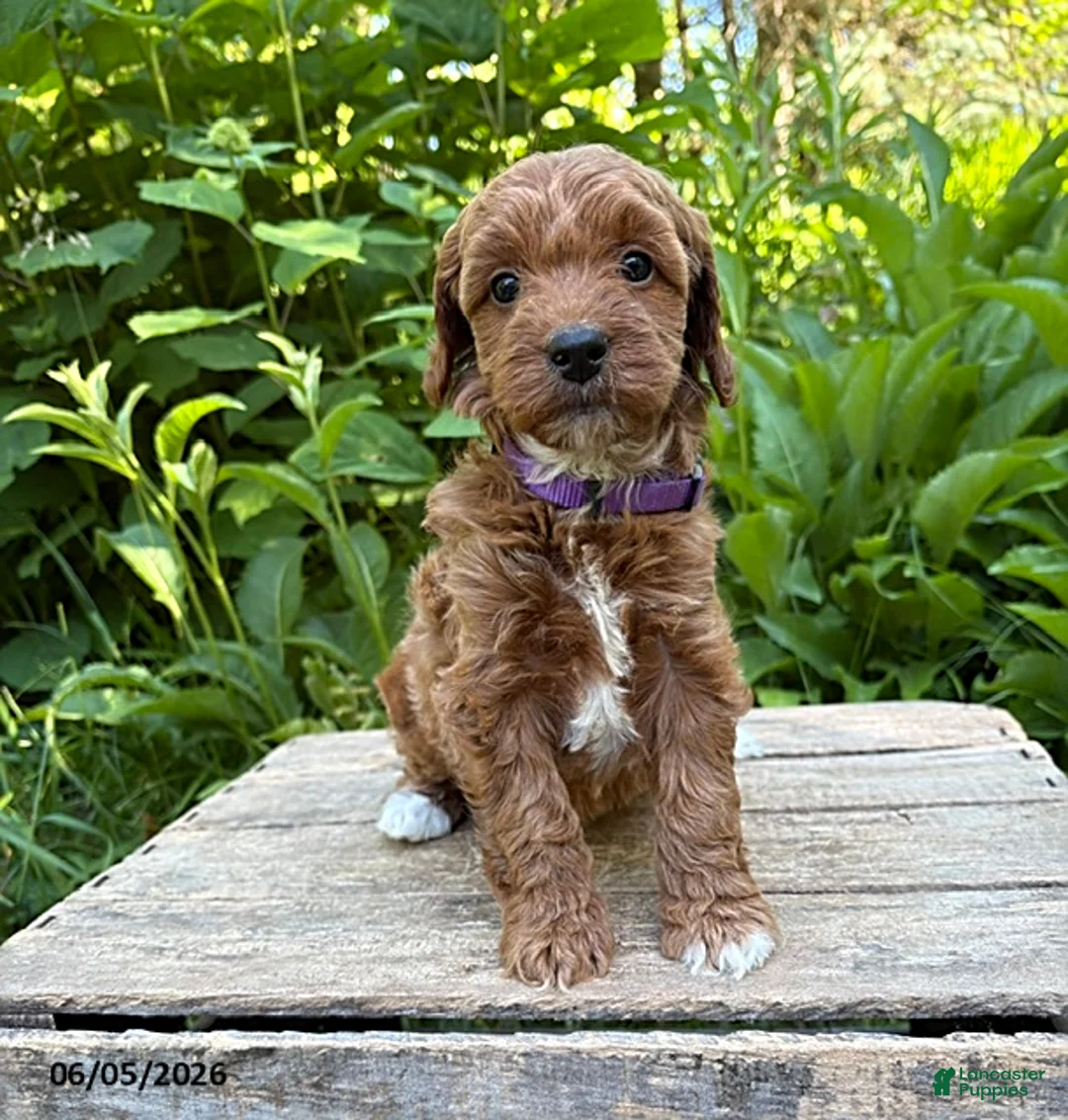 Goldendoodle dogs for sale: Allie - Ad 1