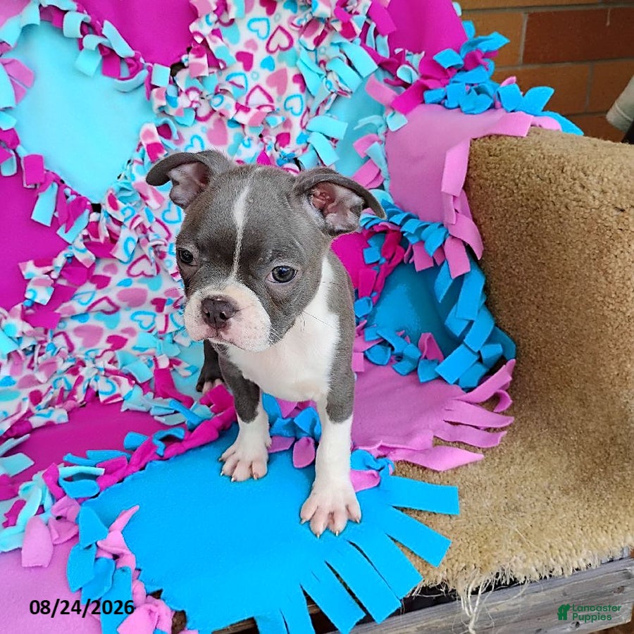 Boston Terrier dogs Razzle - Ad 2