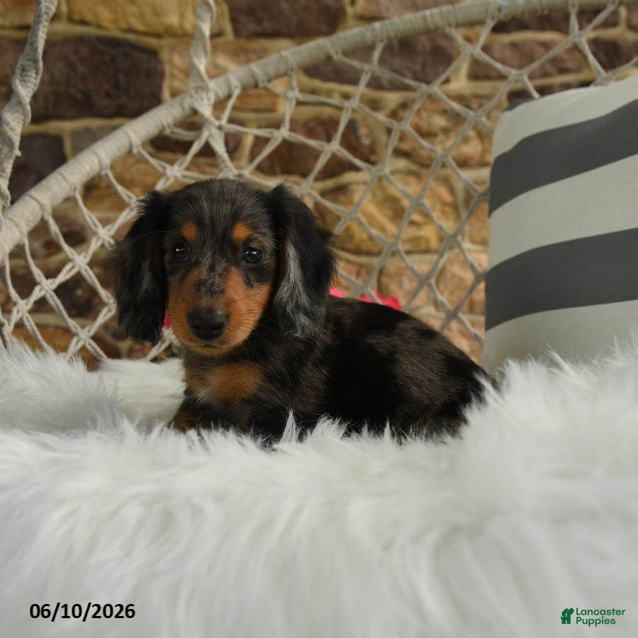 Dachshund dogs Jackson - Ad 1