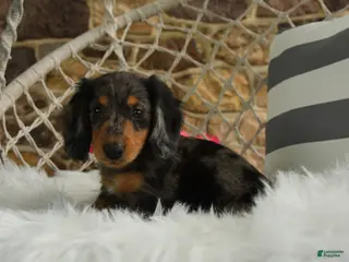 Dachshund dogs for sale: Jackson - Ad 1