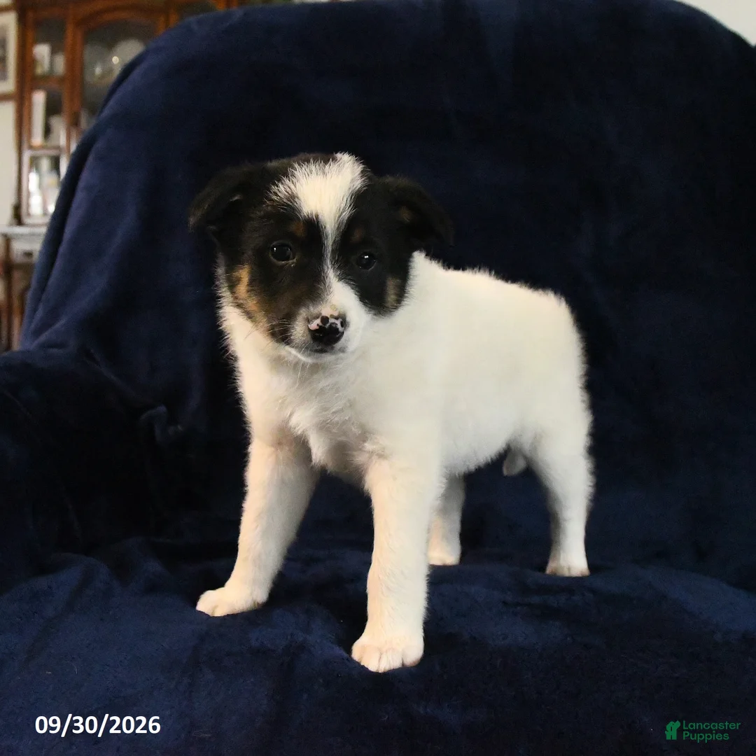 Mixed Breed dogs for sale: Snoopie - Ad 1