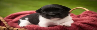Winnie Havanese 
