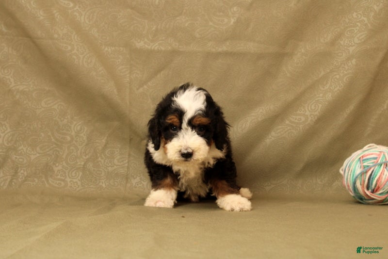 Mini Bernedoodle dogs for sale: Bumble - Ad 2