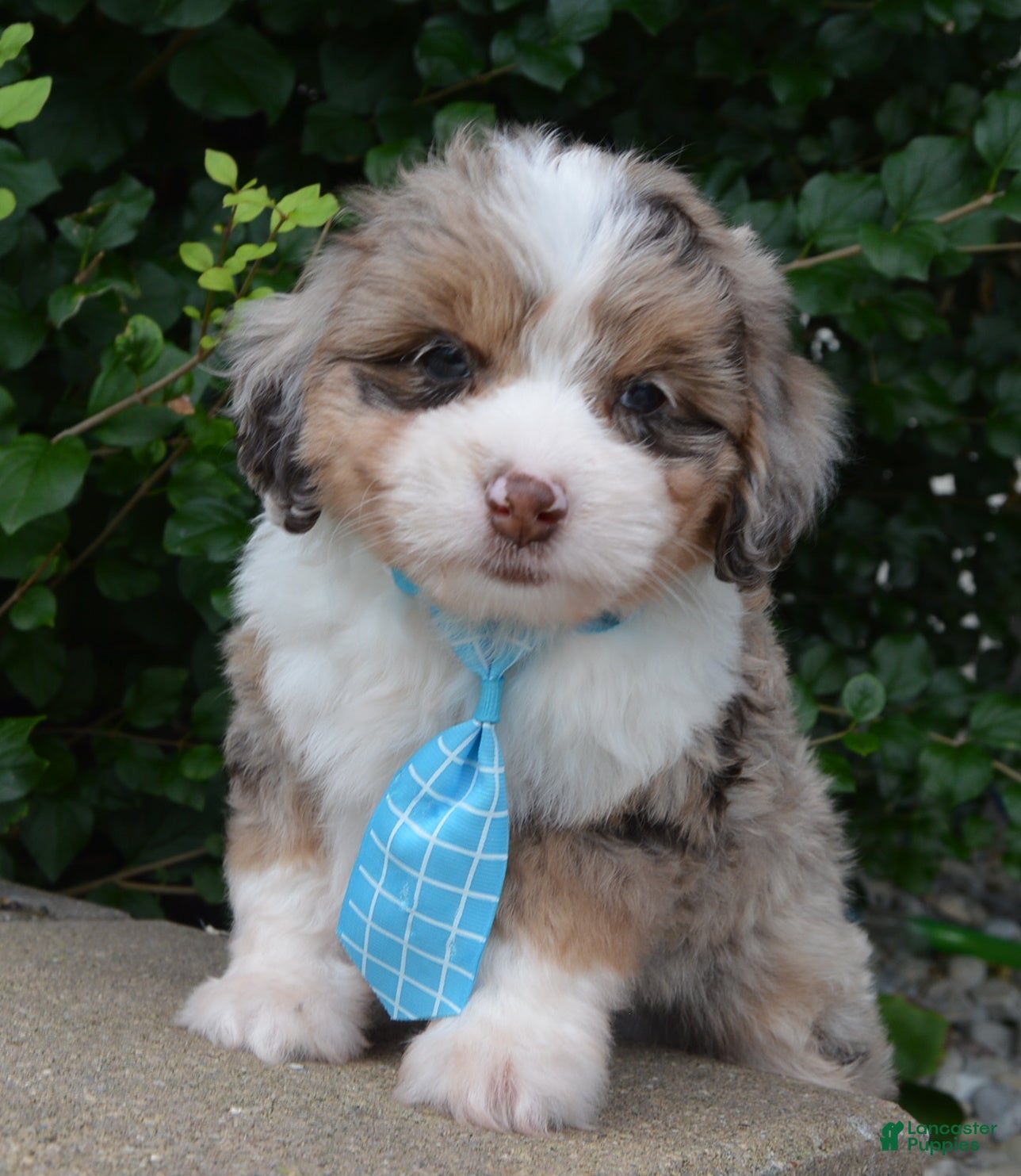 Mini Aussiedoodle dogs Mini Asher - Ad 2