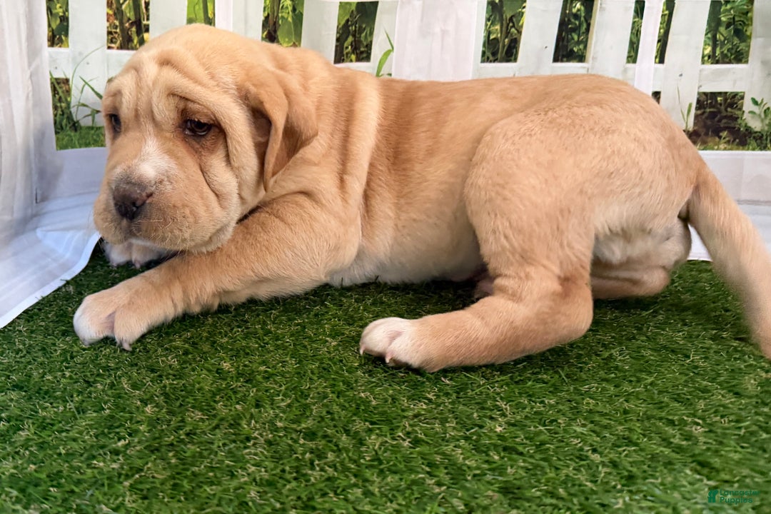 Mixed Breed dogs for sale: Mixed Breed Puppy 2 - Ad 5