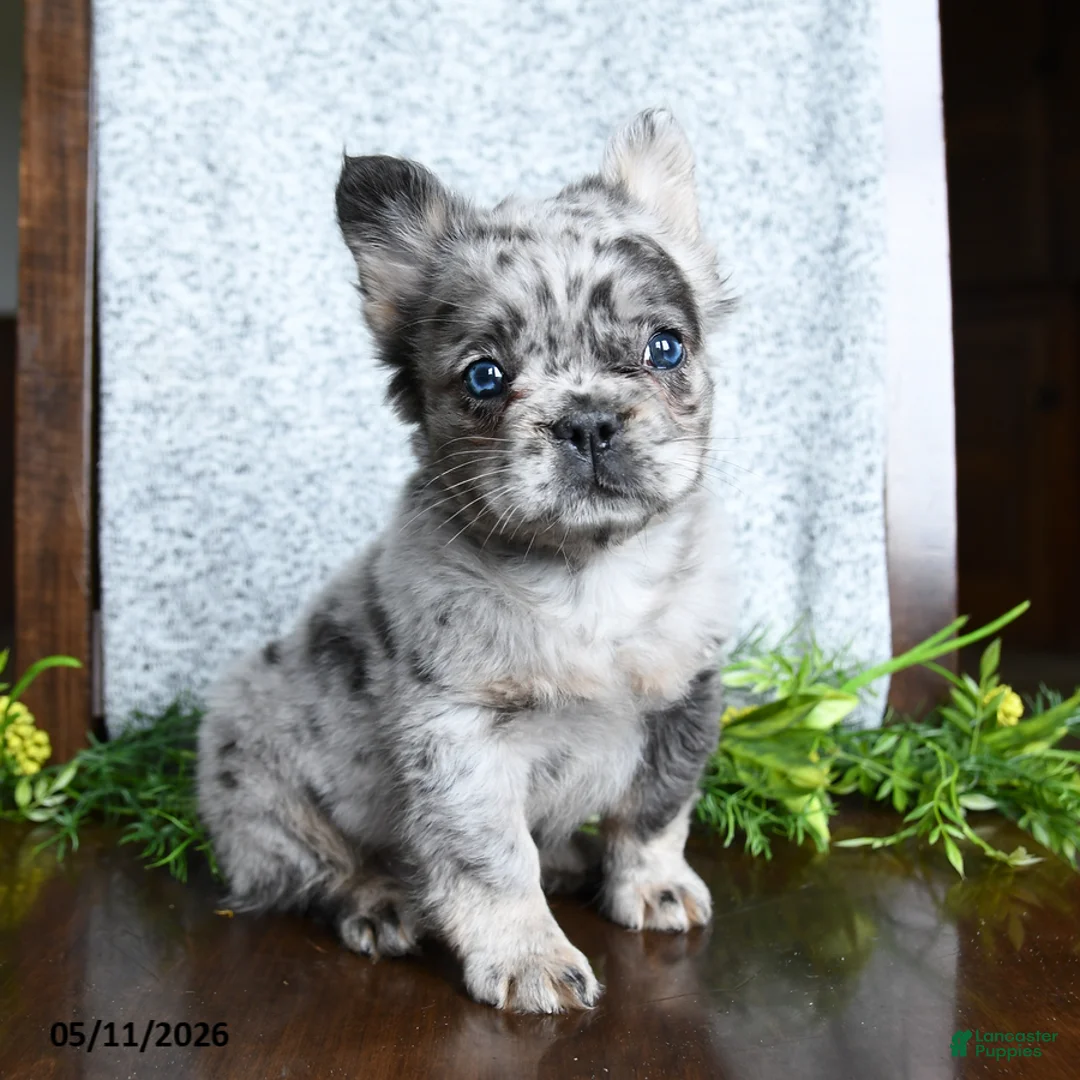 French Bulldog dogs for sale: Daisy - Ad 2