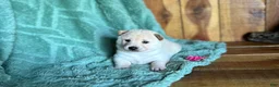 Shiba Inu dogs for sale: Shiba Inu Puppy 2 - Ad 7