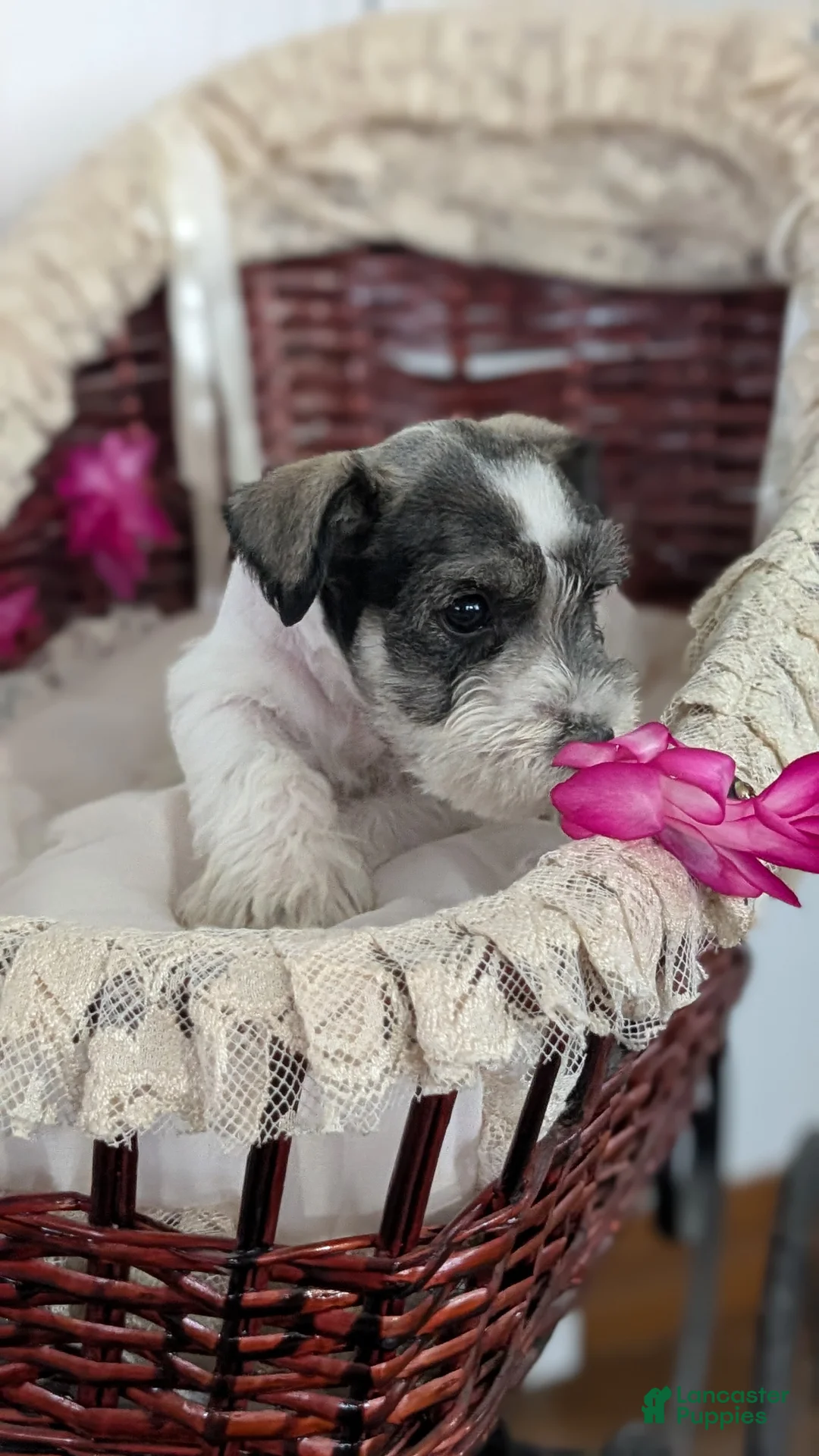 Miniature Schnauzer dogs for sale: Moby  - Ad 12