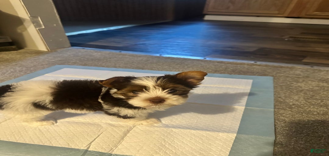 Gallery Image {{count}}