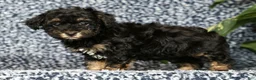 Havapoo dogs for sale: Tinker - Ad 4