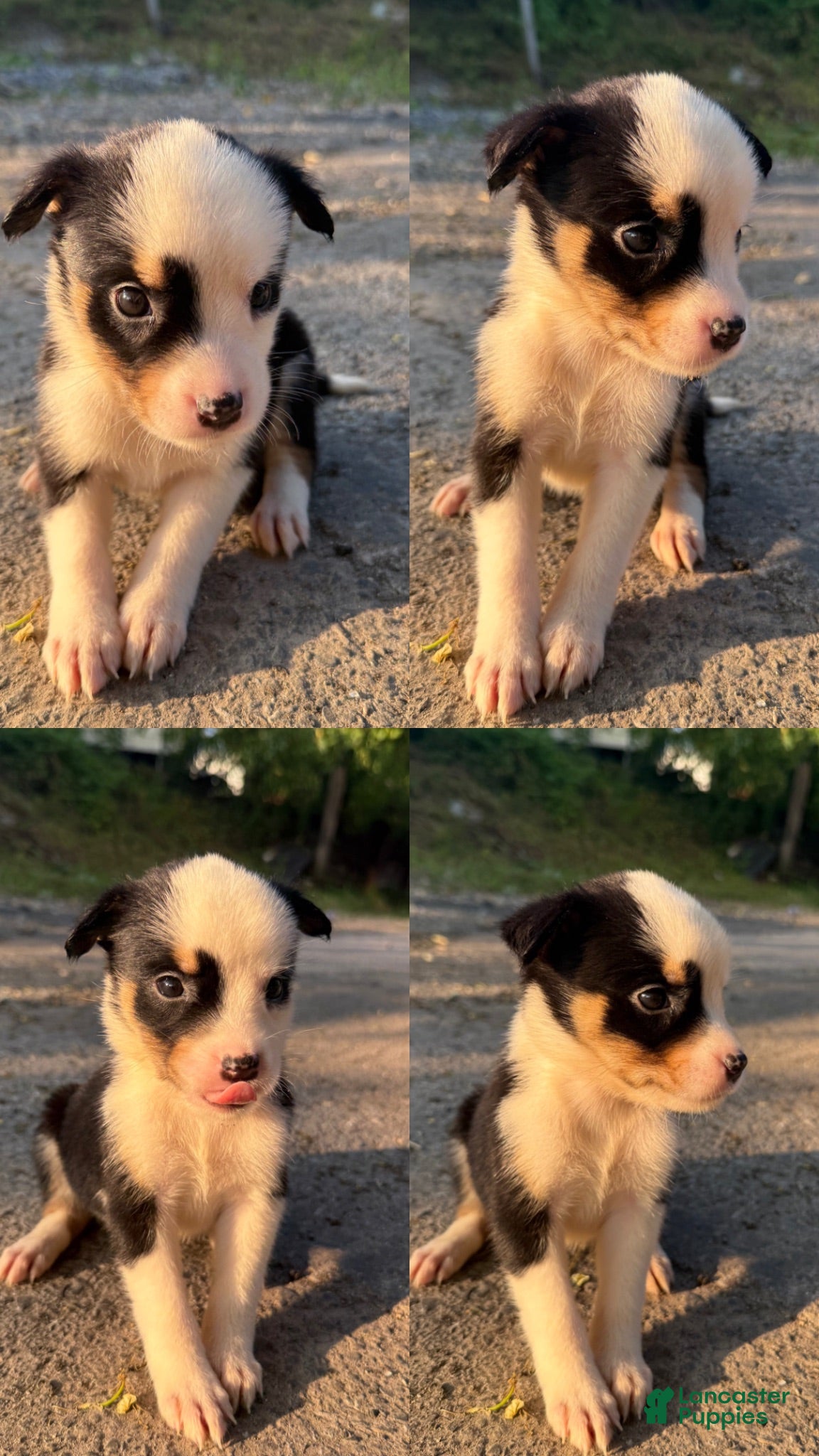 Mixed Breed dogs Mia - Ad 25