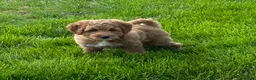 Mini Goldendoodle dogs for sale: Smokey Mini Goldendoodle Puppy  - Ad 3