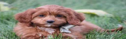 Cavapoo dogs for sale: Balie - Ad 3