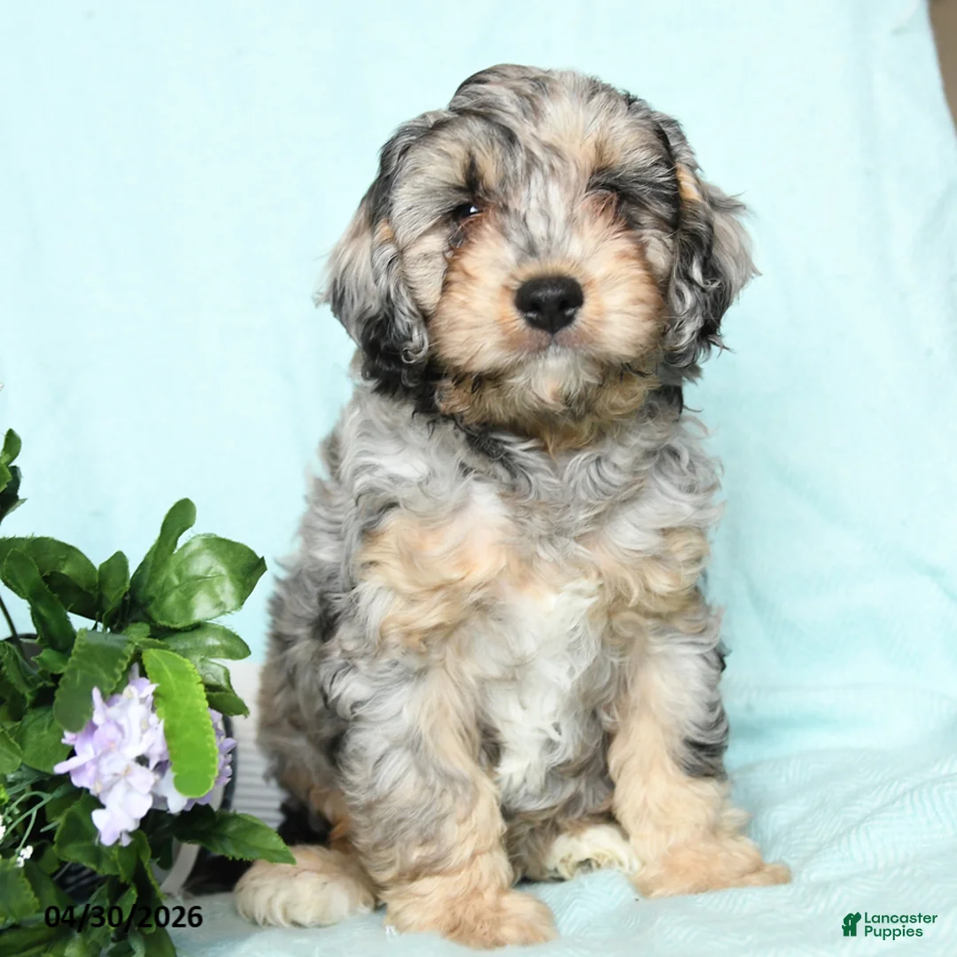Cavapoo dogs for sale: Edgar - Ad 1