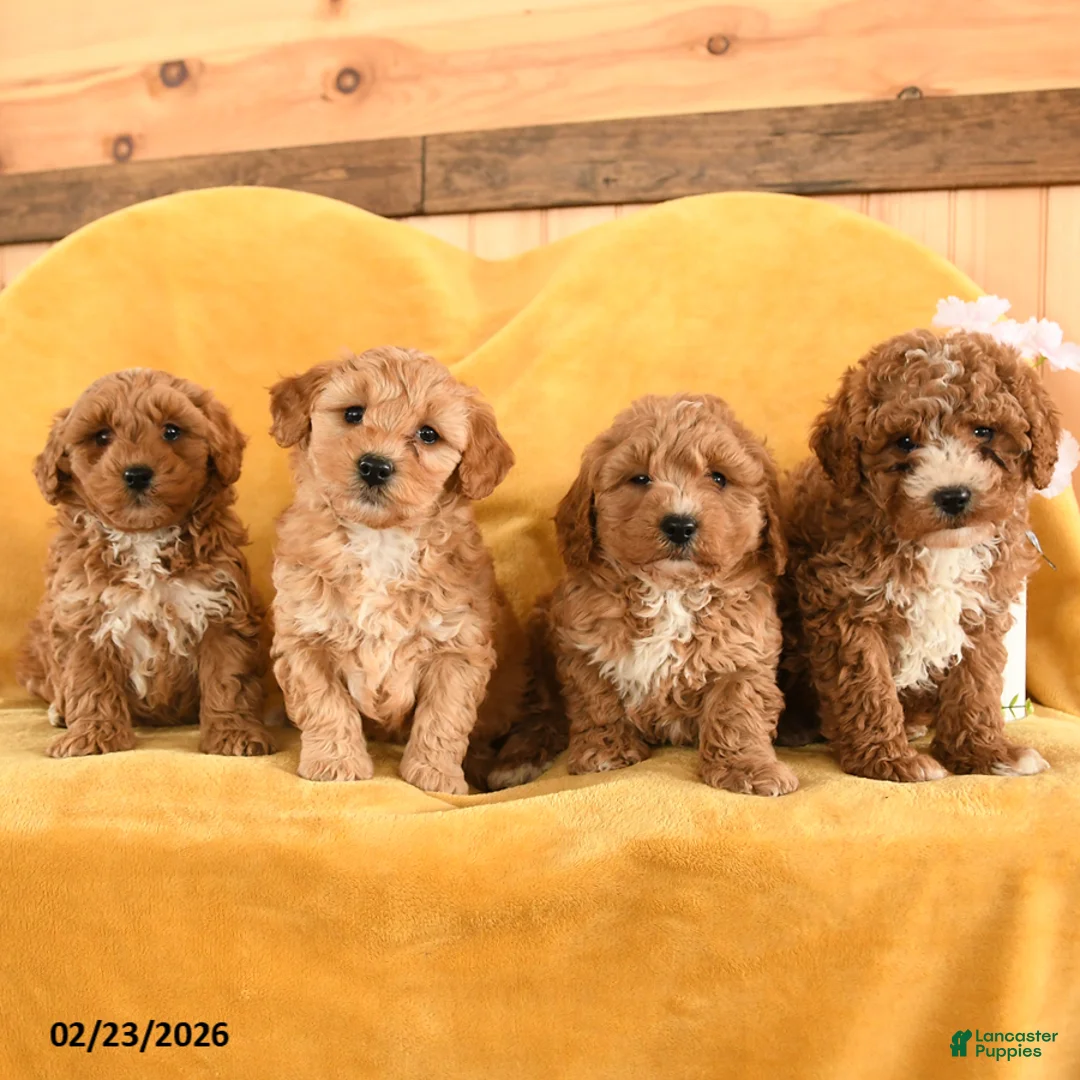 Cavapoo dogs for sale: Crumb - Ad 5