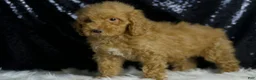 Mini Goldendoodle dogs for sale: Charger - Ad 2