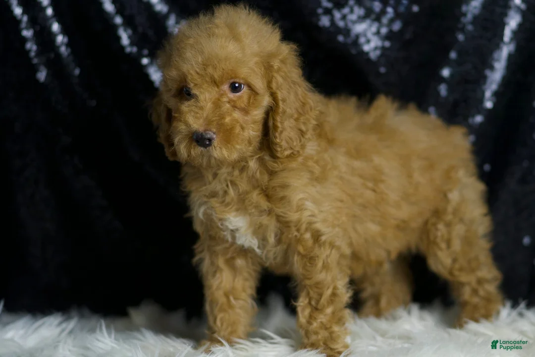 Mini Goldendoodle dogs for sale: Charger - Ad 2