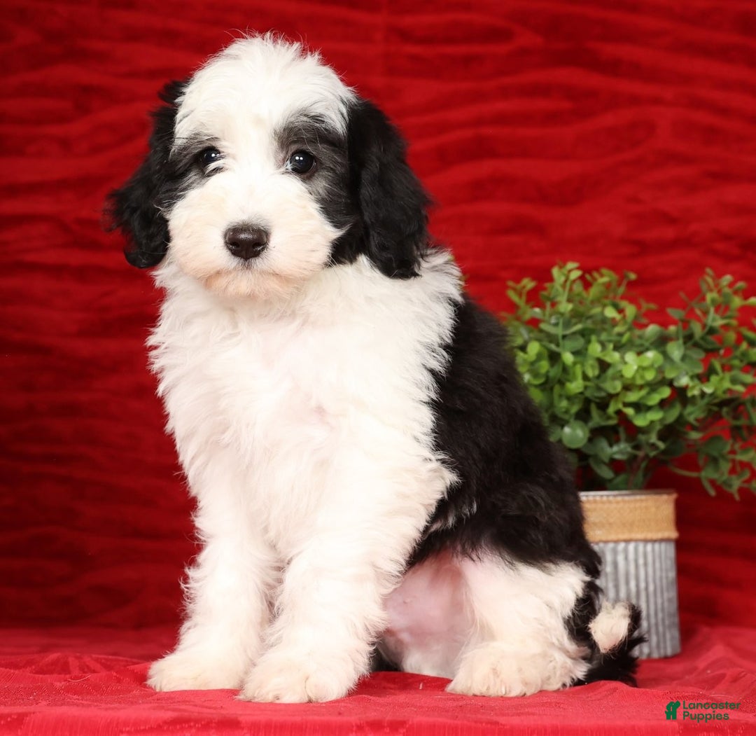 Mini Sheepadoodle dogs for sale: Henry - Ad 4