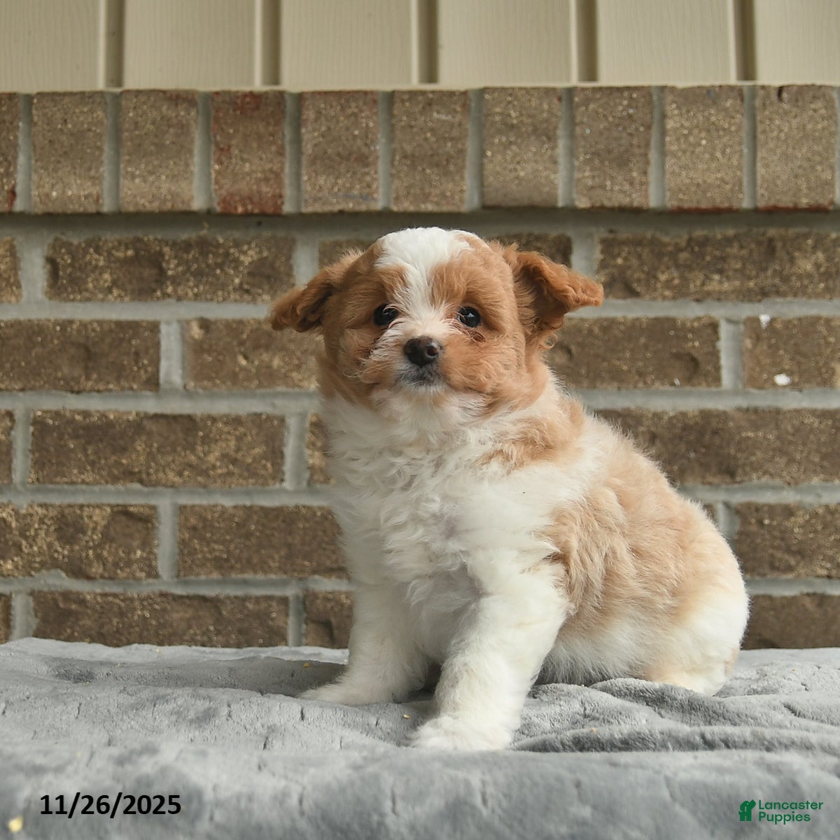 Eskipoo dogs Cocoa  - Ad 6