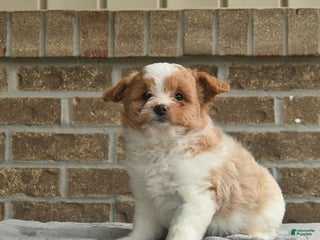 Eskipoo dogs Cocoa - Ad 6