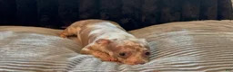 Chihuahua dogs for sale: Mr platinum - Ad 3