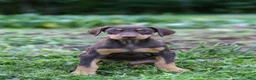 Doberman Pinscher dogs for sale: FLORENCE - Ad 1