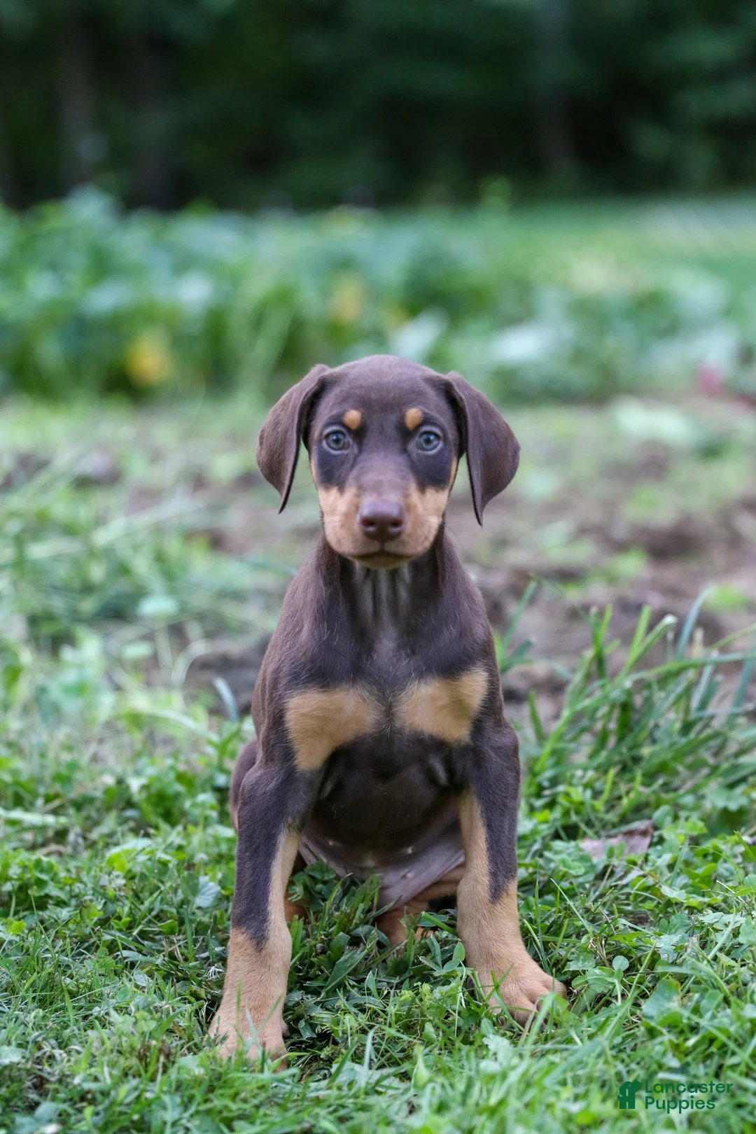 Doberman Pinscher dogs for sale: FLORENCE - Ad 1