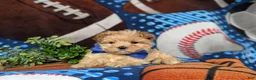 Maltipoo dogs for sale: Gilbert 7 lbs Full Grown - Ad 7